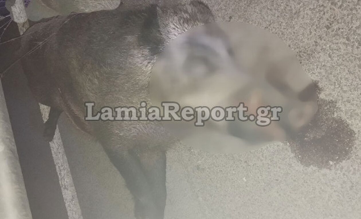 Νέο τροχαίο με αγριογούρουνο στο δρόμο Λαμίας – Καρπενησίου