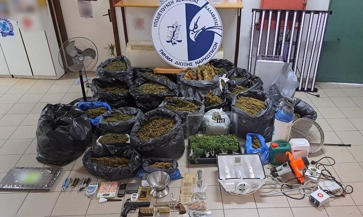 Καλαμάτα: Πάνω από 90 κιλά κάνναβης και 385 φυτά κατασχέθηκαν από τη Δίωξη Ναρκωτικών