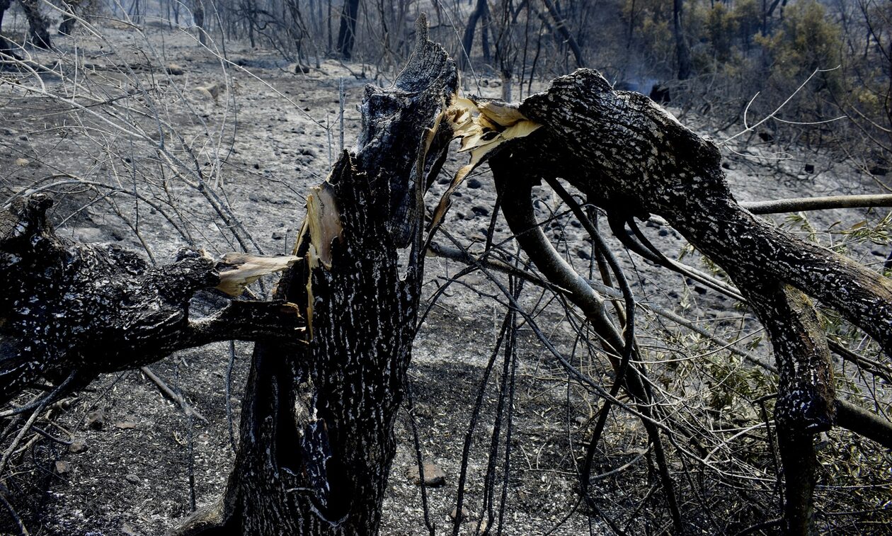 Φωτιές: Άμεσα οι πρώτες πληρωμές στους πυρόπληκτους του Ιουλίου