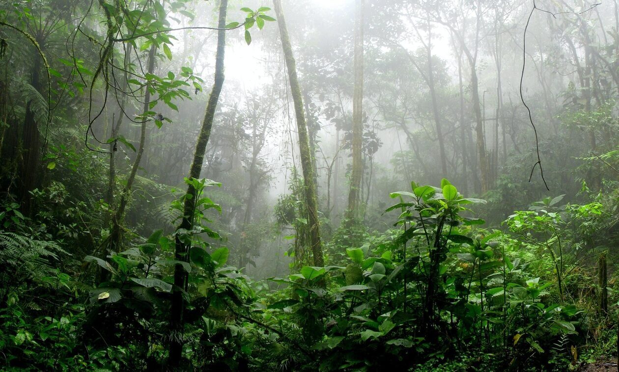 Κολομβία: Κατηγορείται για σεξουαλική παρενόχληση ο πατέρας των παιδιών που σώθηκαν από τη ζούγκλα
