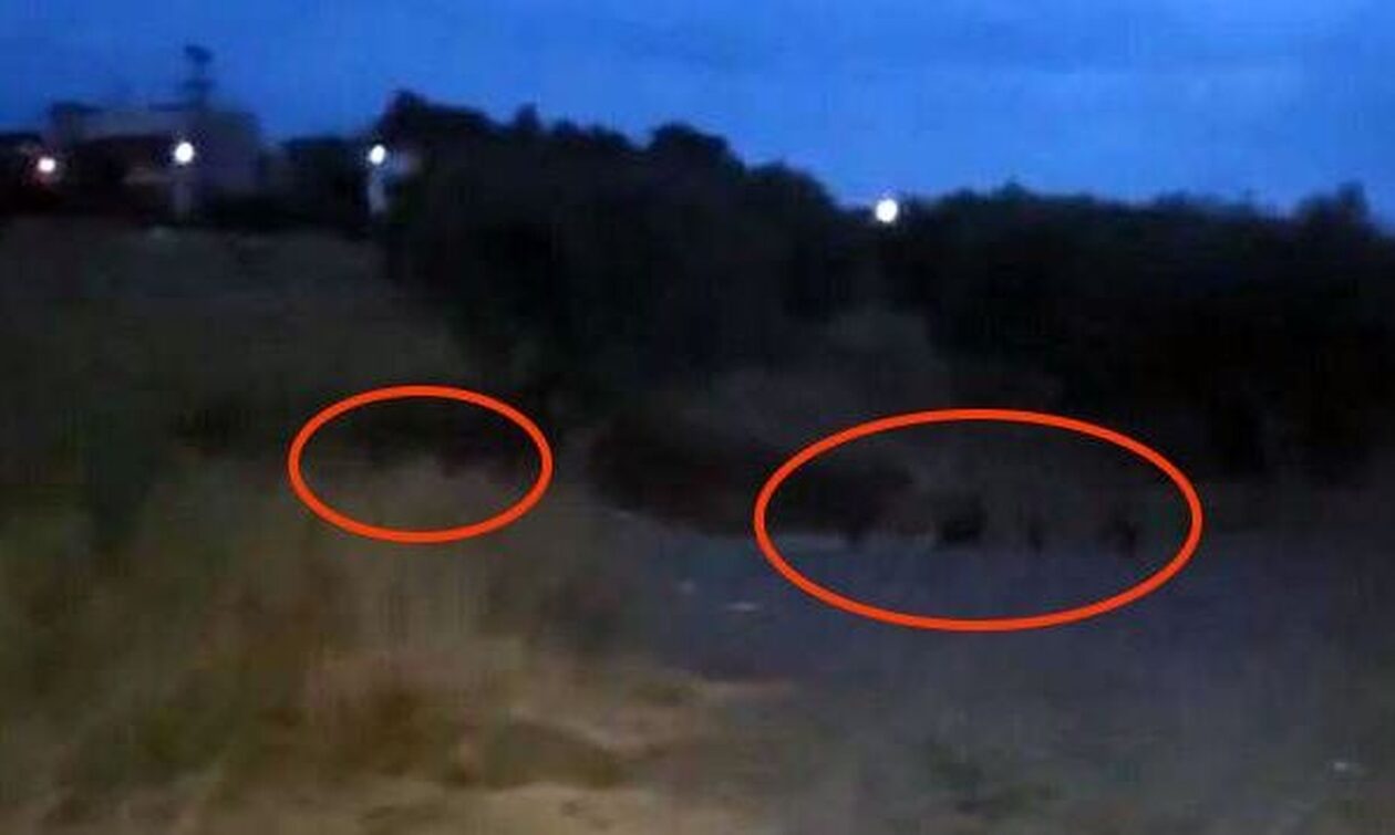 Λαμία: Συνεχίζονται οι επιδρομές αγριογούρουνων μέσα στα σπίτια