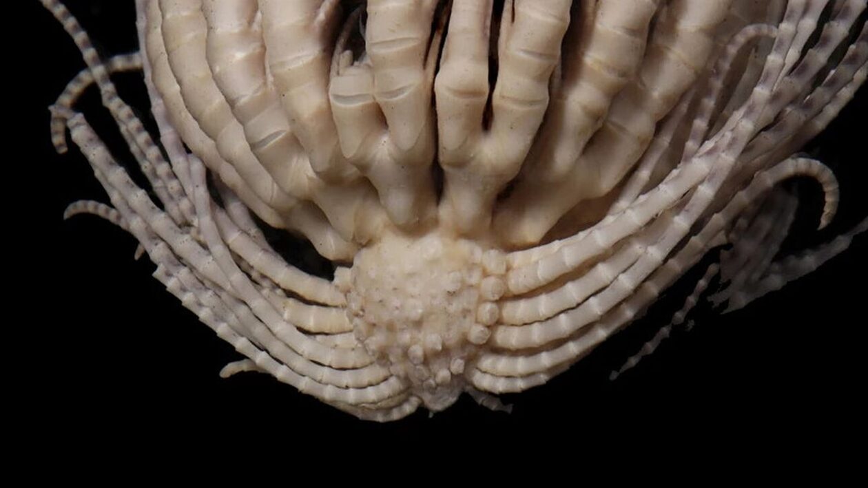 Ένα πλάσμα που μοιάζει… εξωγήινο ανακαλύφθηκε στον Ωκεανό της Ανταρκτικής