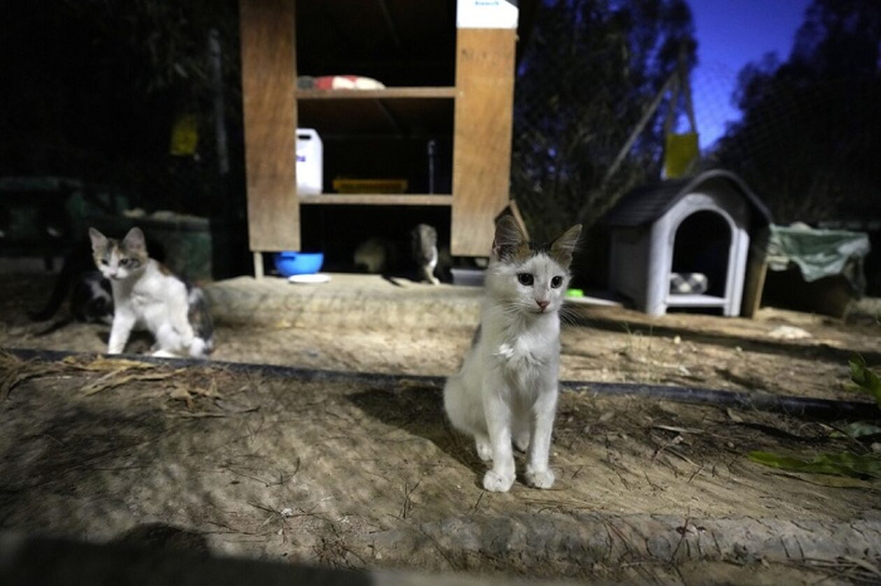 Επιδημία κορωνοϊού σαρώνει τις γάτες της Κύπρου: Εκατοντάδες χιλιάδες περιστατικά, πολλές νοσηλείες