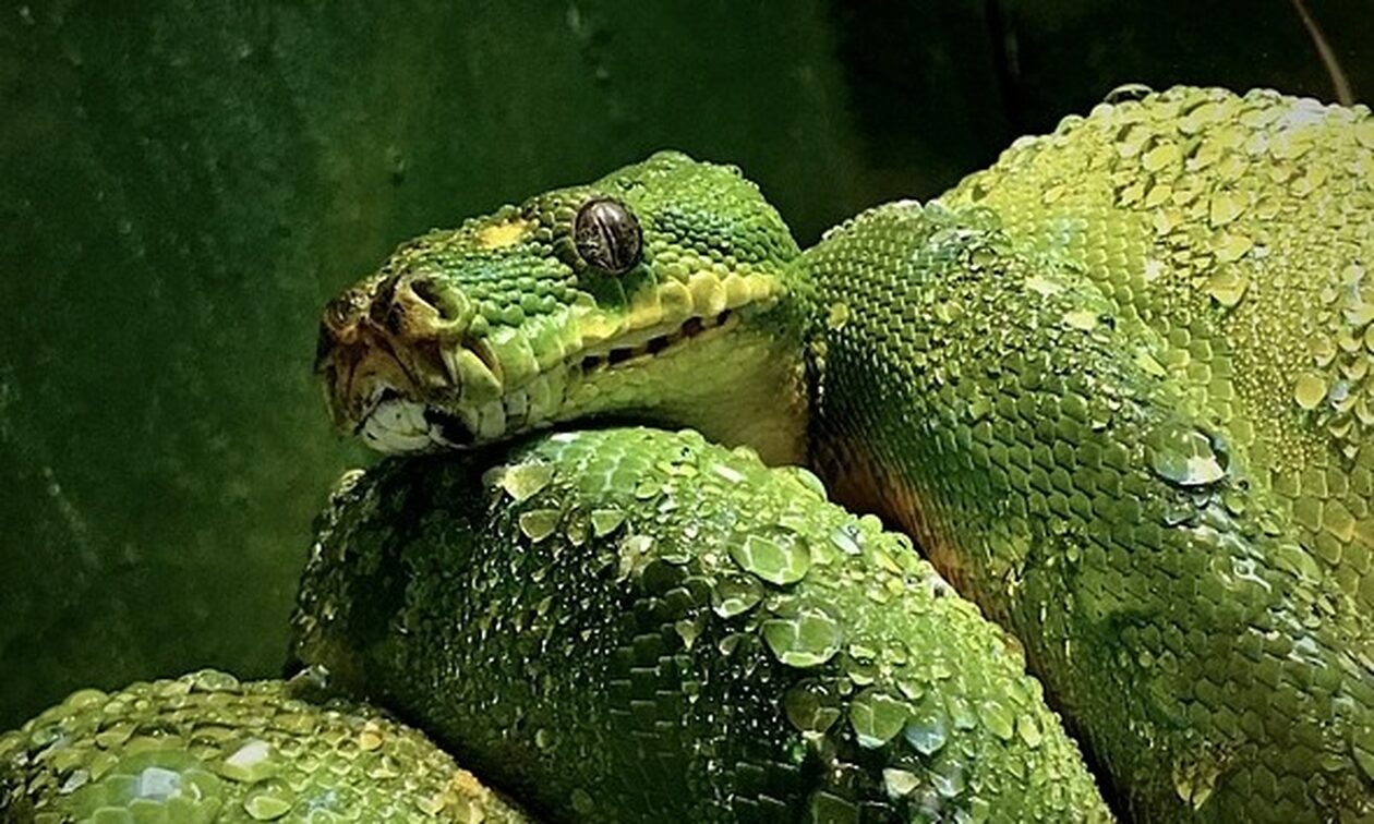 O καύσωνας ξύπνησε τα… δηλητηριώδη φίδια της Αυστραλίας: Εμφανίστηκαν φέτος νωρίτερα