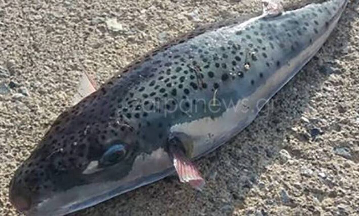 Χανιά: Λαγοκέφαλος επιτέθηκε σε γυναίκα σε παραλία