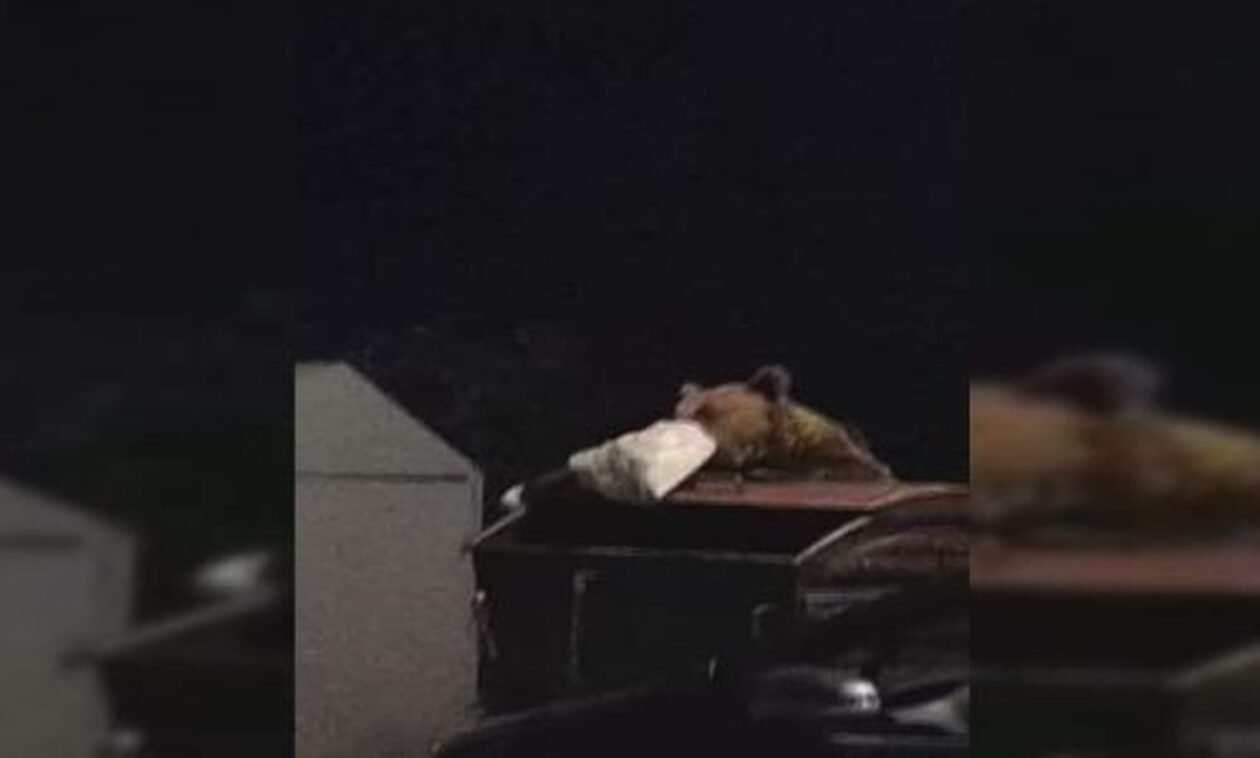 Τρόμος στο Δίκορφο Ιωαννίνων – Αρκούδα κατέβηκε στην πλατεία του χωριού και έψαχνε τα σκουπίδια