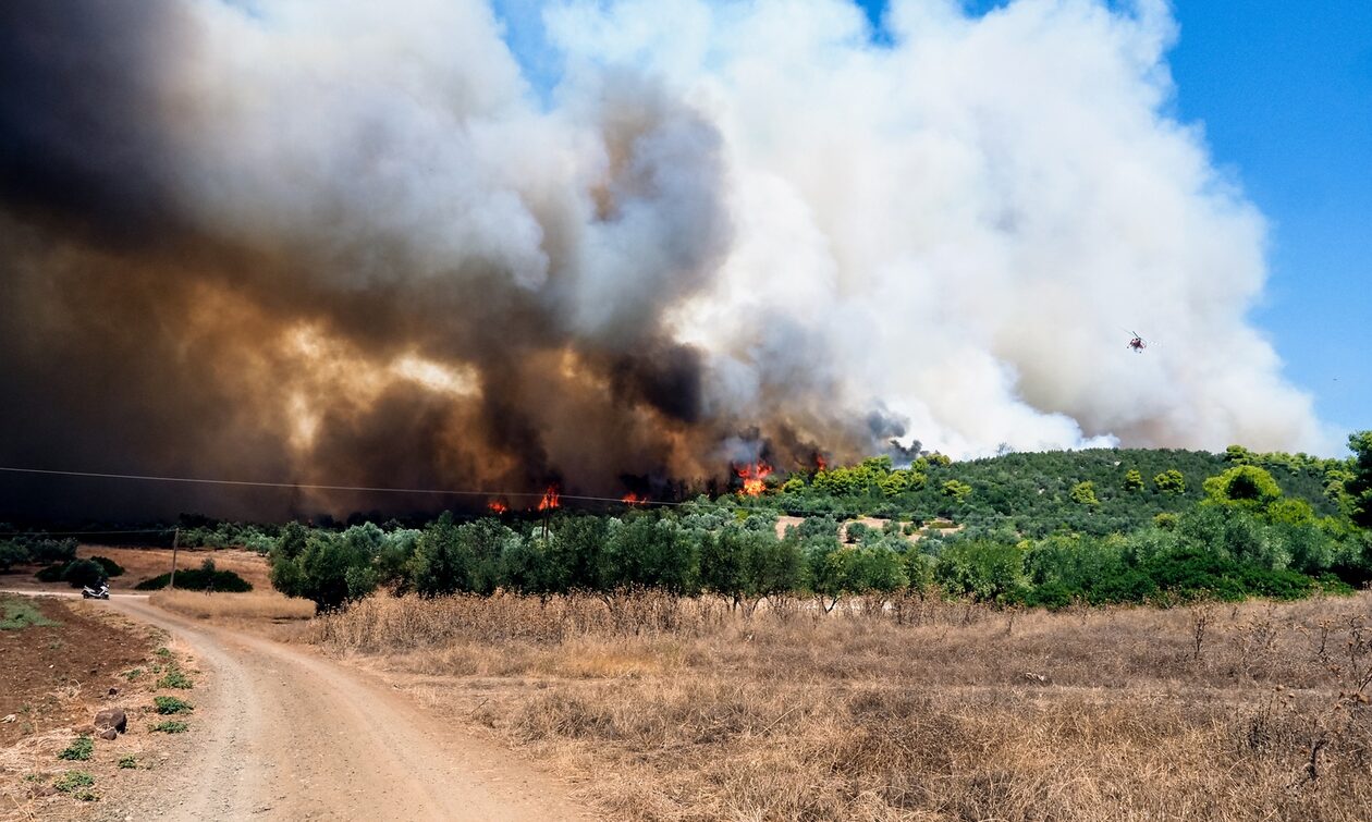 Φωτιά στην Εύβοια: Διάσπαρτες εστίες σε Ψαχνά και Νέα Αρτάκη – Οι άνεμοι αλλάζουν την κατέυθυνση