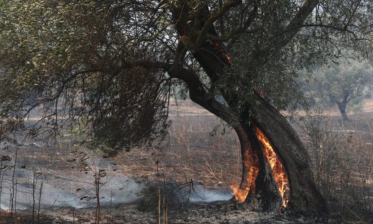 Νέες κυκλοφοριακές ρυθμίσεις στη περιοχή της Φυλής