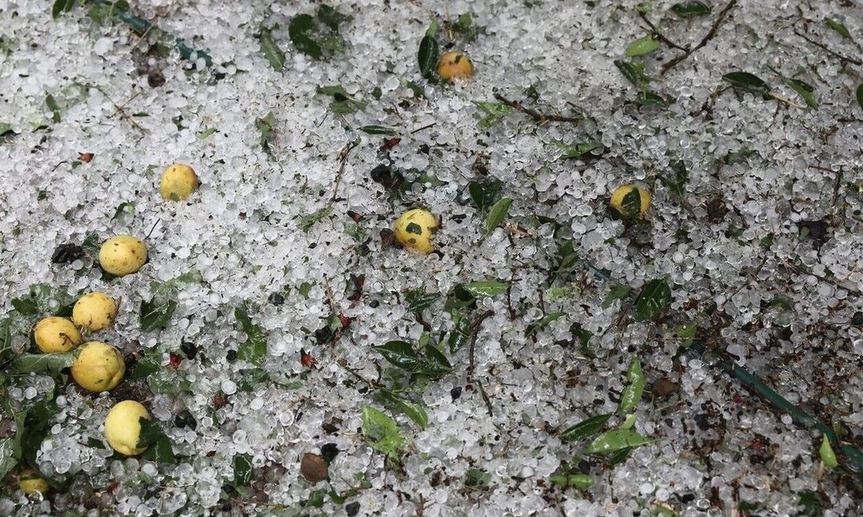 Εορδαία: Σφοδρή χαλαζόπτωση κατέστρεψε τα μήλα στο Μεσόβουνο