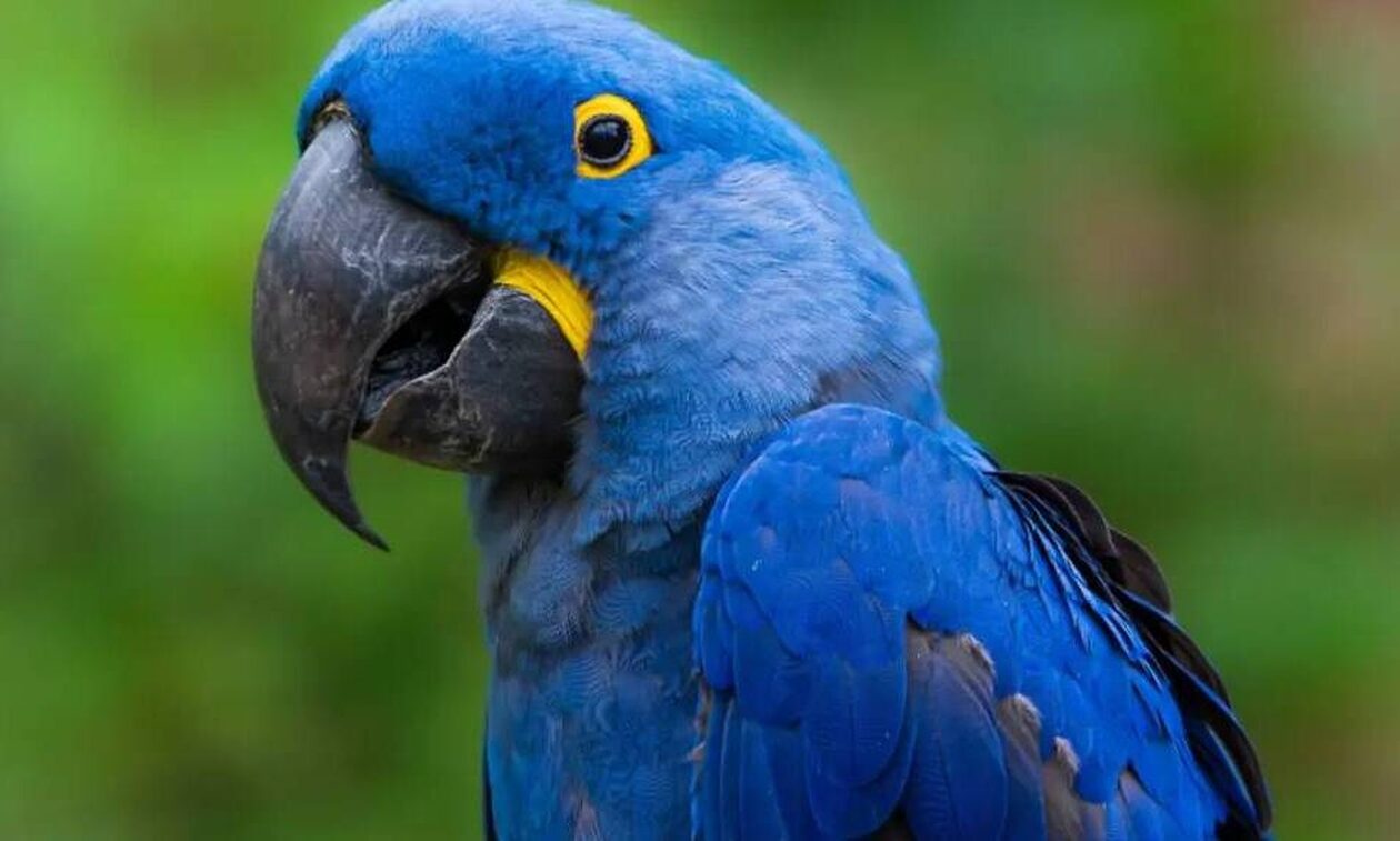 Βρετανία: Μπλε παπαγάλος ξέφυγε από την ιδιοκτήτριά του και παραλίγο να γίνει… μασκότ ομάδας