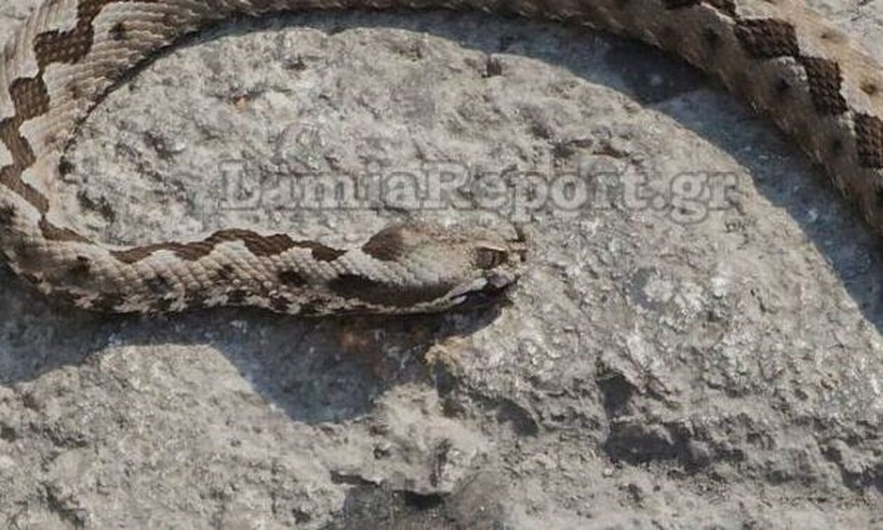 Μια οχιά στην κεντρική πλατεία της Λαμίας