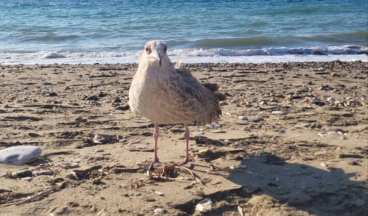 Γλάρος «υιοθέτησε» ζευγάρι λουόμενων στο Φόδελε: Έφαγε, ήπιε και… πόζαρε στο φακό (vid)