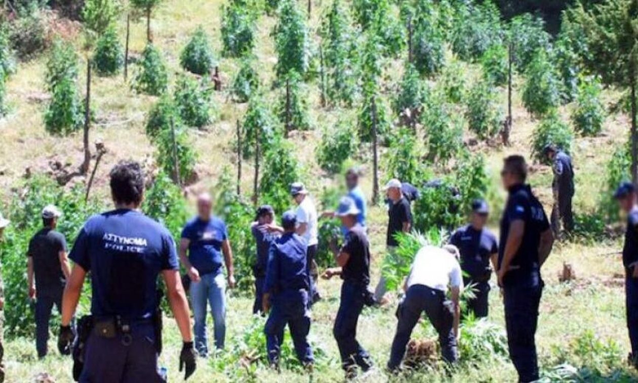 Χασισοφυτεία στο Ρέθυμνο: Το συνθηματικό στο κινητό, οι χαμένες αίγες και το απλήρωτο ρεύμα