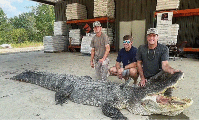1462469-gator.gif