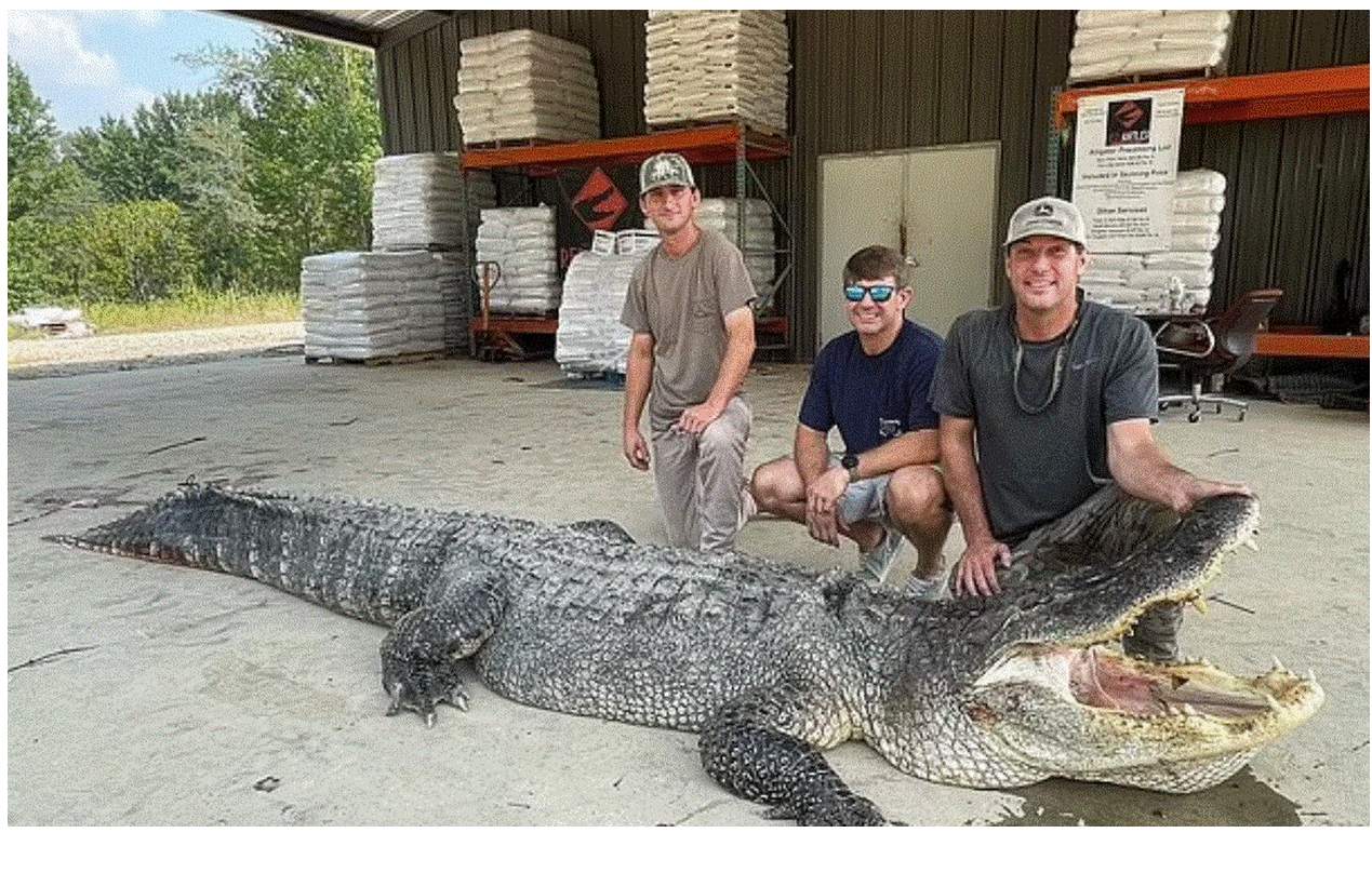 ΗΠΑ: Έπιασαν αλιγάτορα «τέρας» 360 κιλών μετά απο 7 ολόκληρες ώρες – «Θυμίζει…δεινόσαυρο»