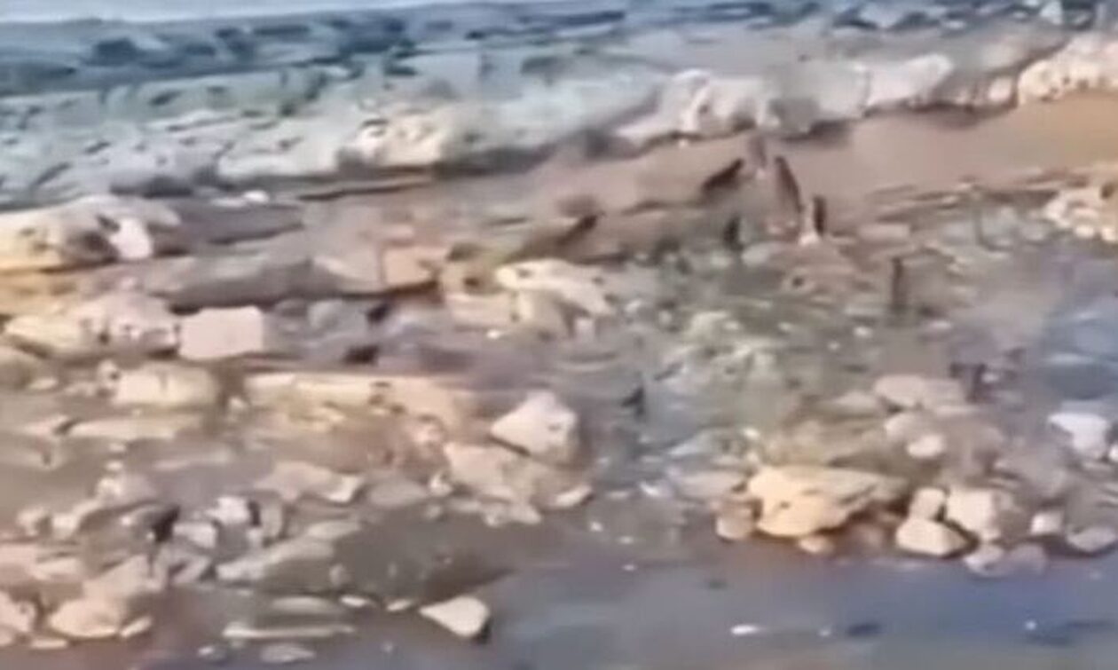 Ρωσία: Αγέλη άγριων σκύλων κυνηγά αγόρι σε παραλία – Βίντεο που κόβει την ανάσα