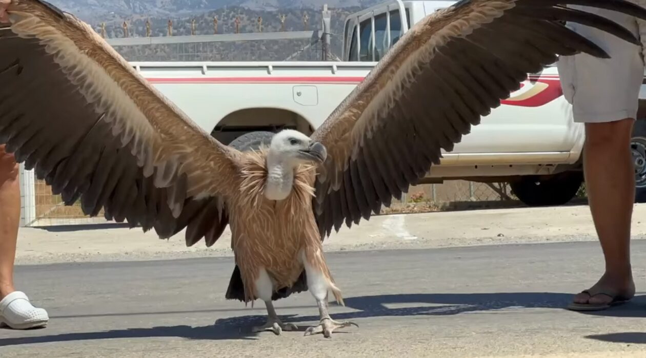 Κρήτη: Εξαντλημένος γυπαετός βρέθηκε σε θερμοκήπιο – Πως το έσωσαν οι περίοικοι