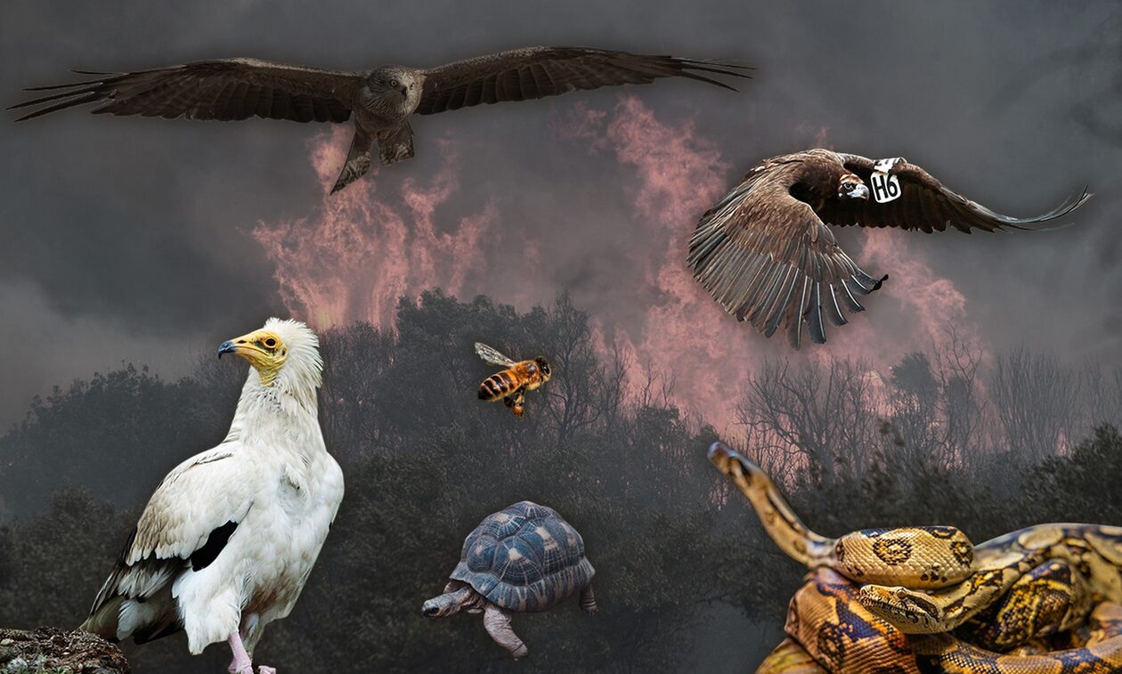 Έβρος:Τρομάζει η οικολογική ζημιά στη Δαδιά – Μεγάλη καταστροφή για σπάνια είδη πανίδας και χλωρίδας