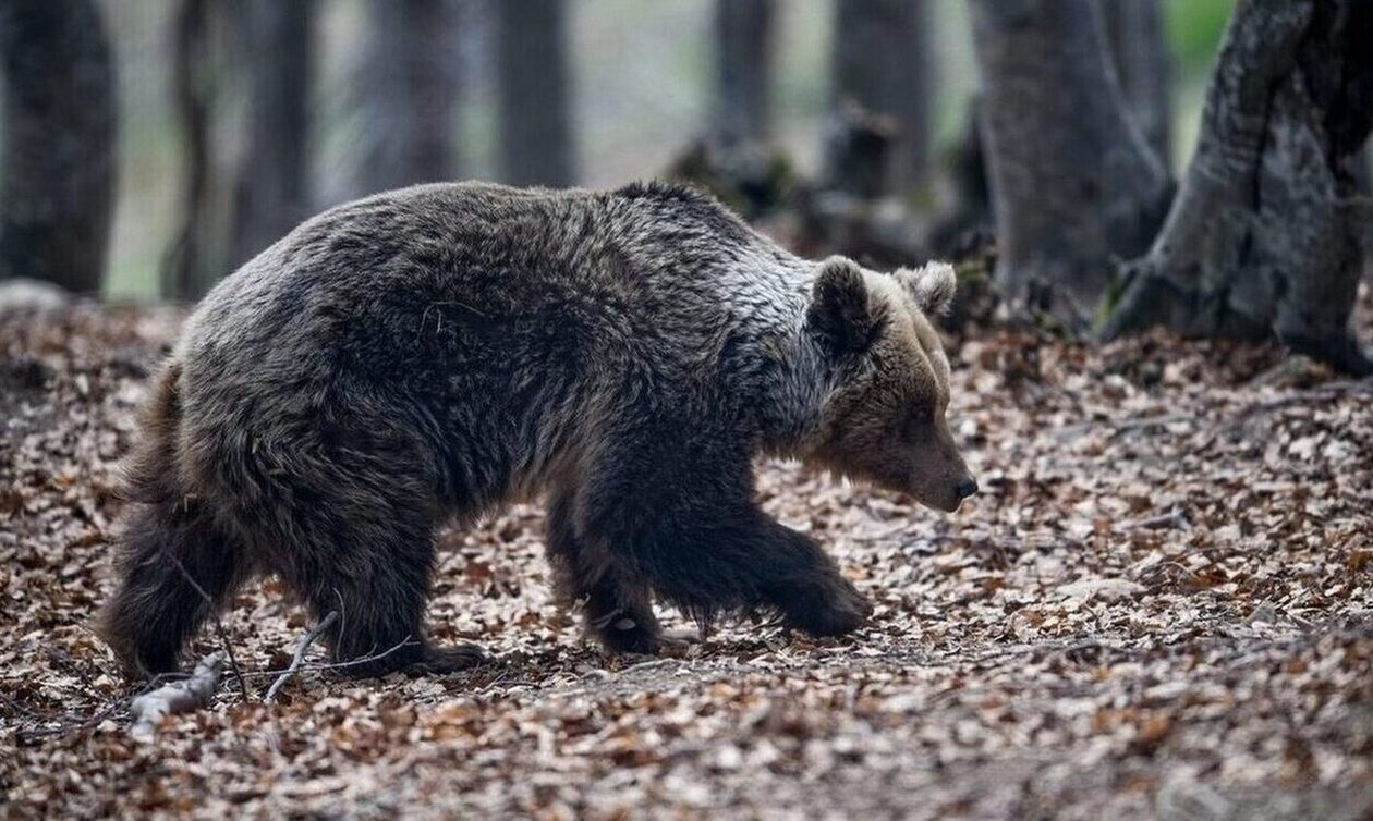 Ιταλία: Πυροβόλησαν θανάσιμα αρκούδα – Οργή από οργανώσεις δικαιωμάτων ζώων
