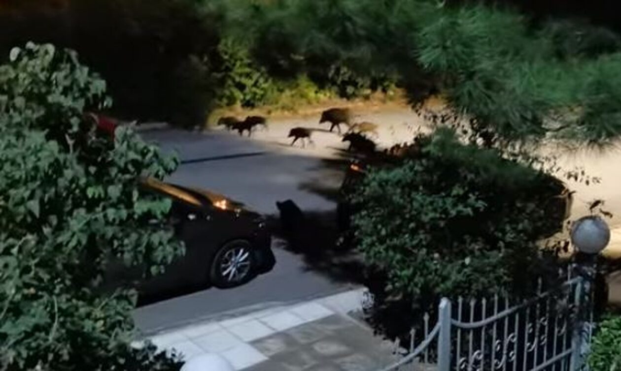 Θεσσαλονίκη: Παρέλαση… αγριογούρουνων στα ανατολικά της πόλης