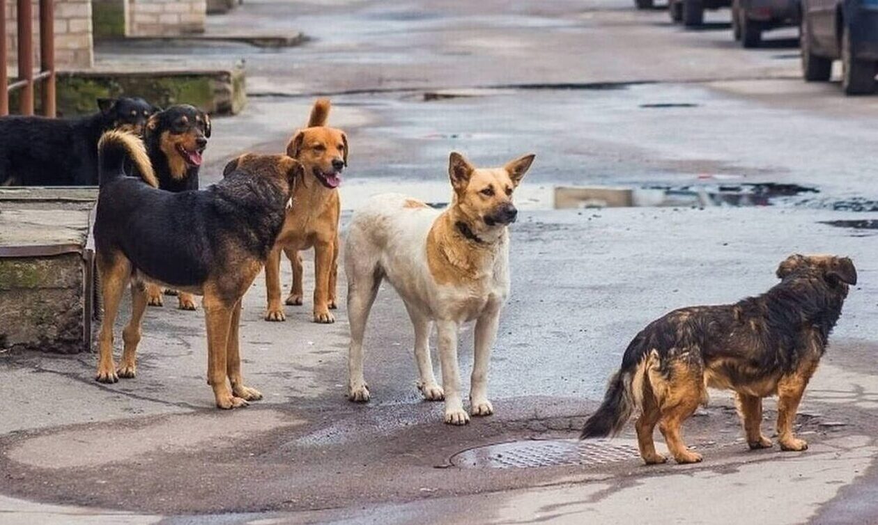 Θεσσαλονίκη: Καταγγέλλουν επιθέσεις σκύλων σε παιδιά – Ράμματα από τις δαγκωνιές