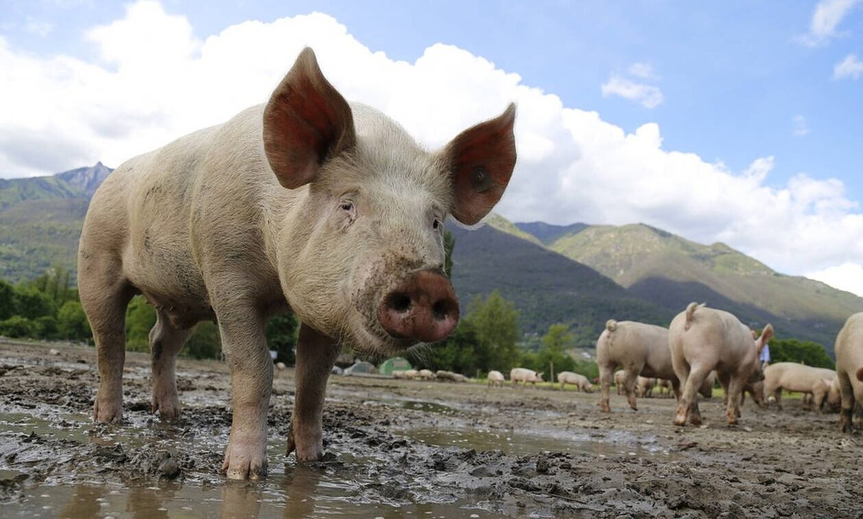 Ιταλοί μαφιόζοι τάισαν γυναίκα στα γουρούνια για να εξαφανίσουν το πτώμα της