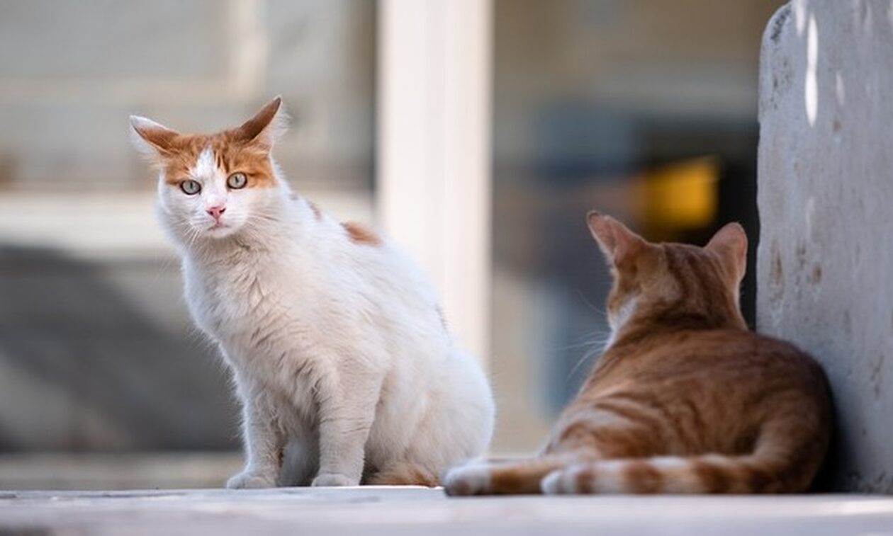 Κακοκαιρία Daniel: Εγκλωβισμένα αδέσποτα ζώα στα Τρίκαλα – «Κινδυνεύουν 80 ψυχές»