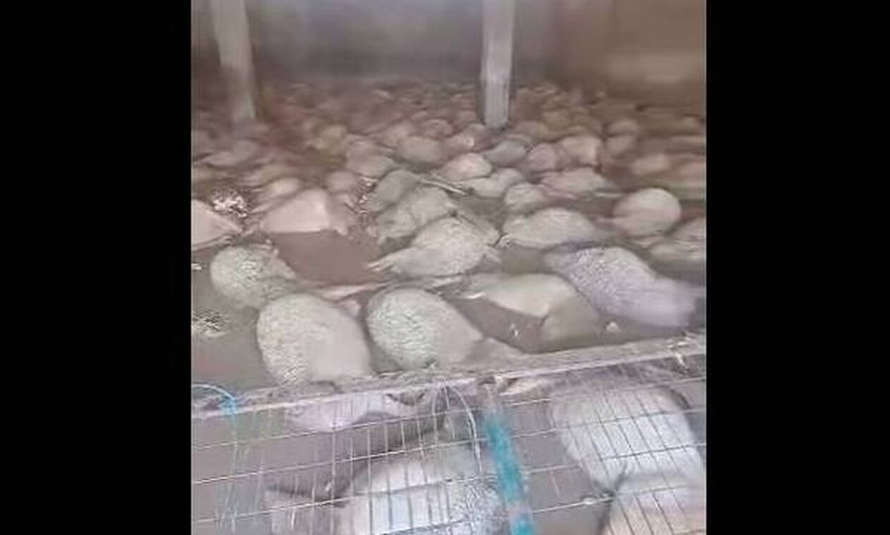 Κακοκαιρία Daniel: Συγκλονίζει κτηνοτρόφος που αντικρίζει τα πνιγμένα πρόβατά του – «Είναι το τέλος»