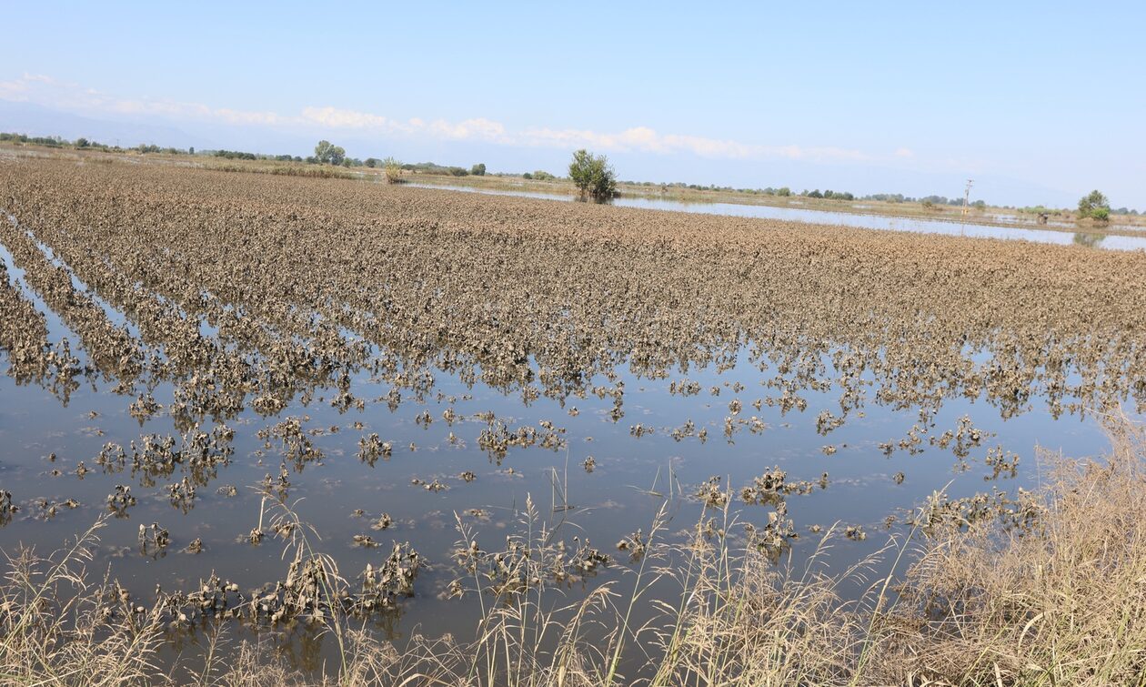 Κακοκαιρία Daniel: Πόσες εκτάσεις φρούτων και λαχανικών καλλιεργούνται στην Θεσσαλία