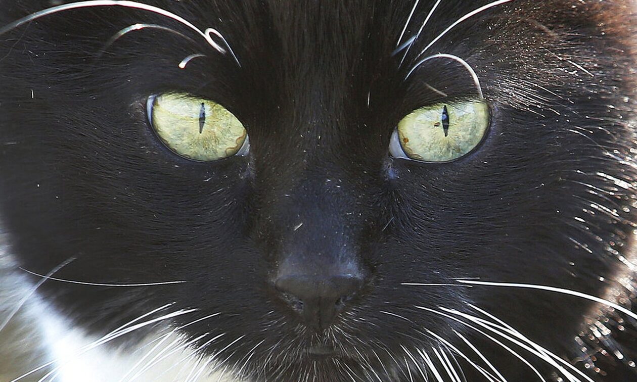 ΗΠΑ: Οι περισσότεροι ιδιοκτήτες κατοικιδίων διστάζουν να εμβολιάσουν τα ζώα τους