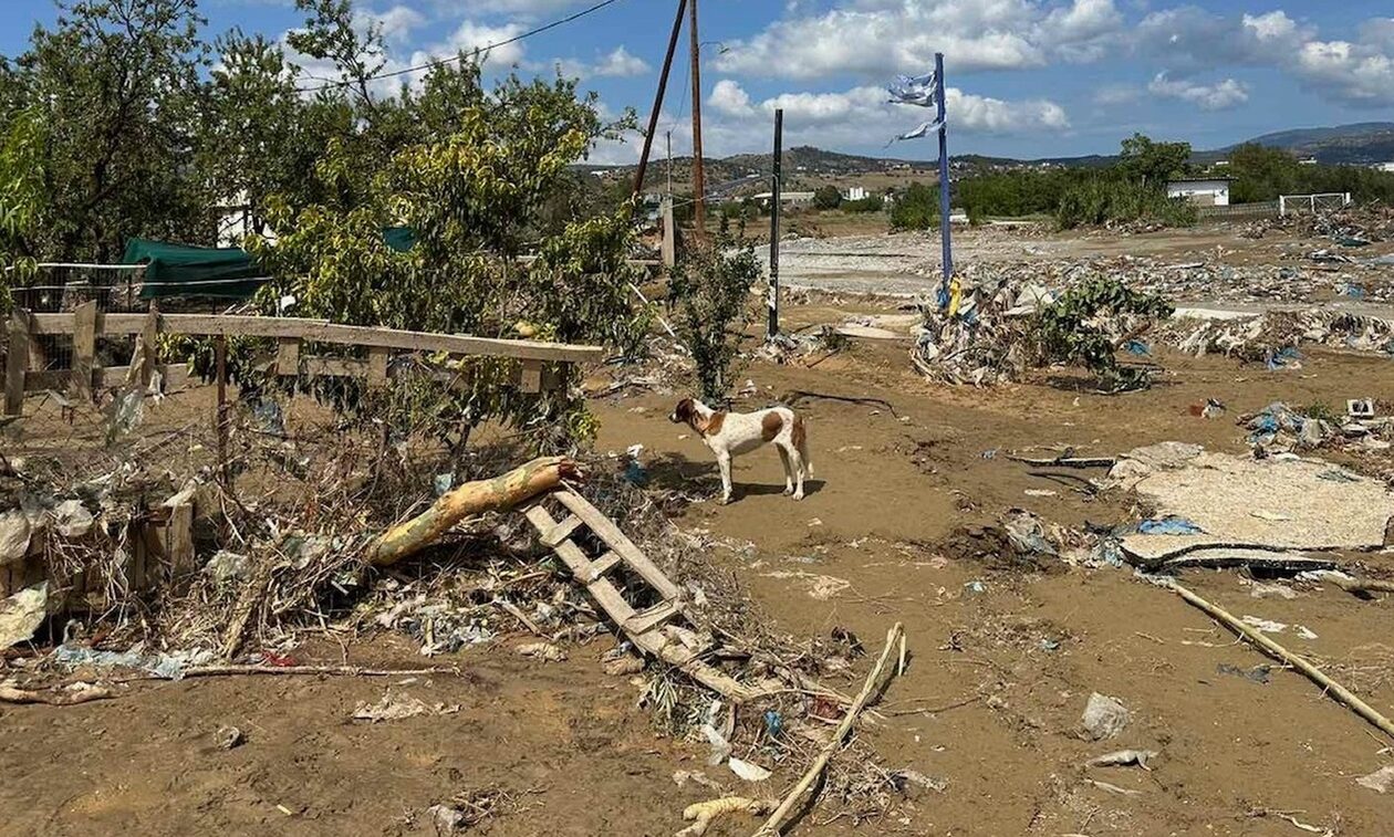 Καρδίτσα: Έκκληση των φιλόζωων για παροχή βοήθειας και φαρμάκων
