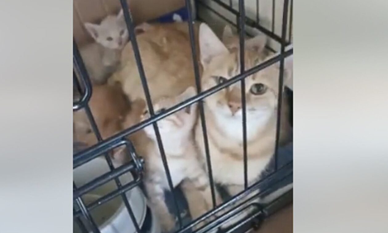 Κακοκαιρία Daniel: Έκκληση για υιοθεσία γατών που σώθηκαν από τις πλημμύρες