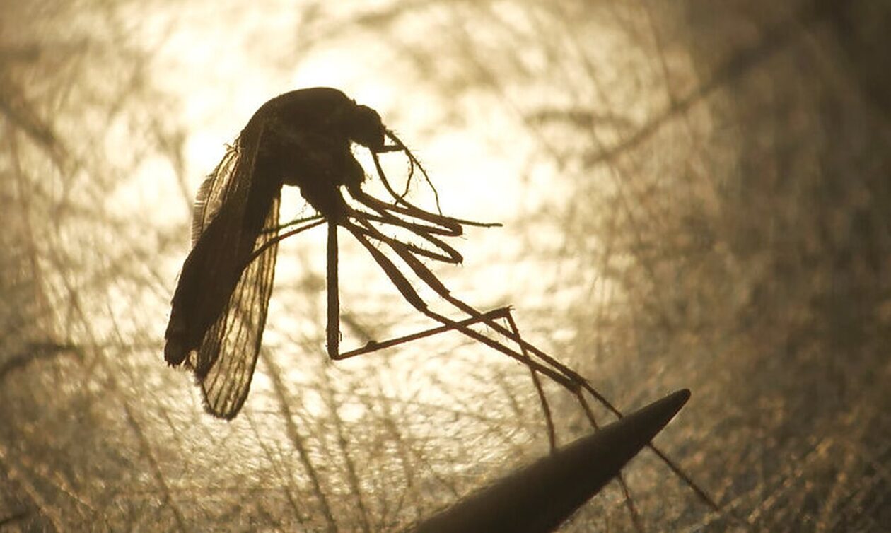 Περιφέρεια: Κανένα κρούσμα και φέτος του ιού του Δυτικού Νείλου στην Αττική