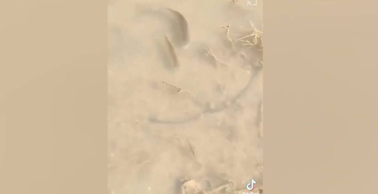 Κακοκαιρία Daniel: Στη Γιάννουλη Λάρισας τα ψάρια κολυμπούν στα πεζοδρόμια