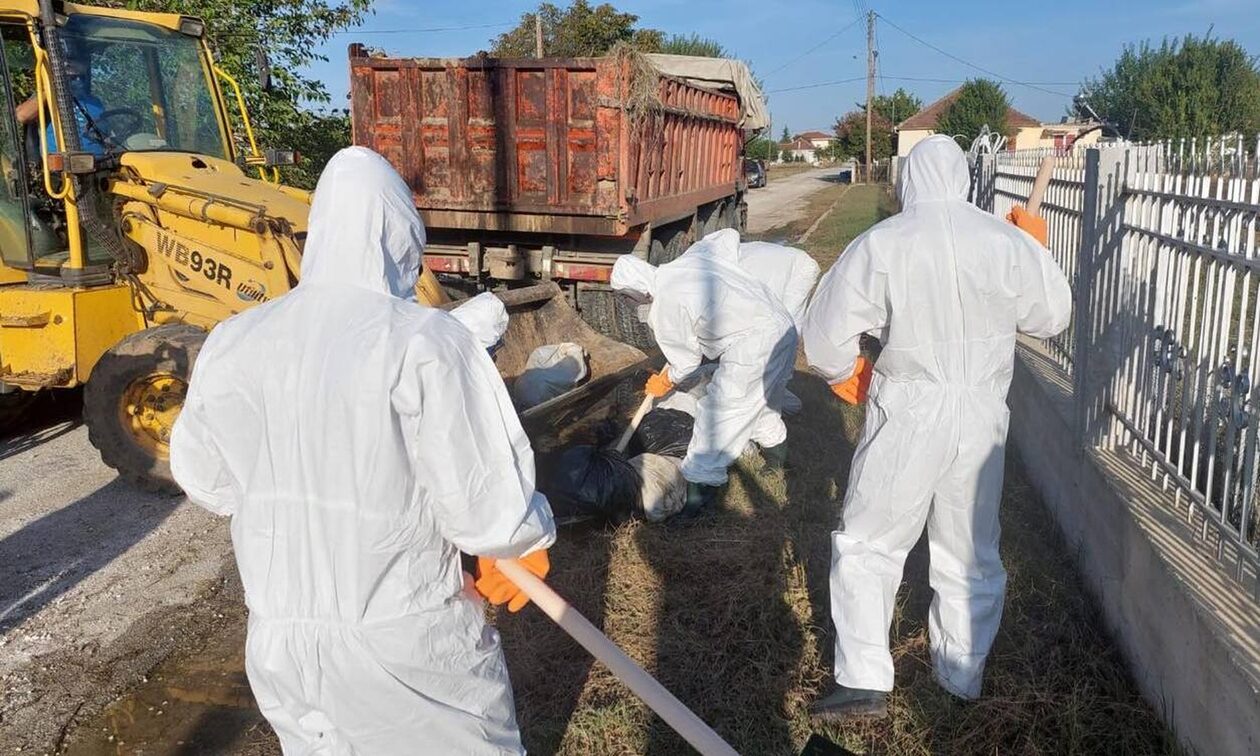 Θεσσαλία: Συνεχίζεται η αποκομιδή και ταφή νεκρών ζώων – Με ειδικές στολές τα κλιμάκια
