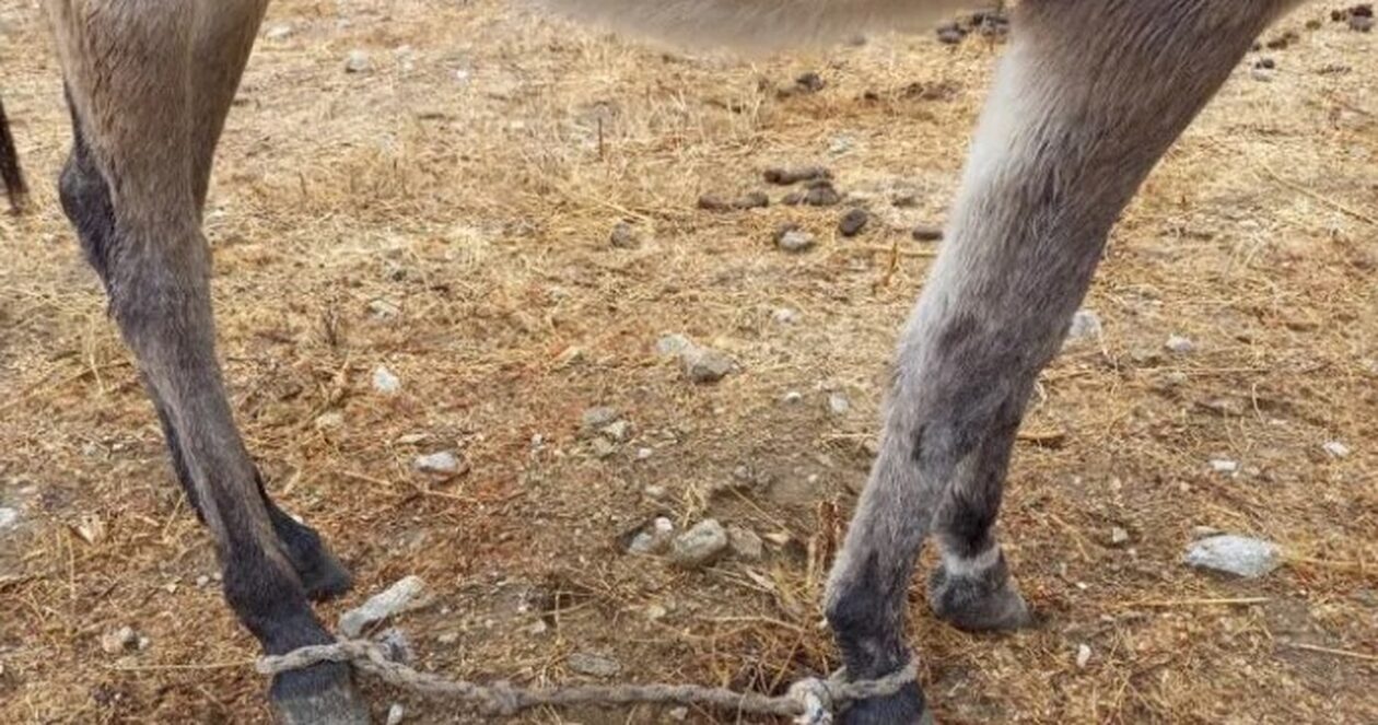 Φιλόζωοι: «Καταργήστε επιτέλους το παστούρωμα – Πνίγηκαν ζώα που θα μπορούσαν να σωθούν»