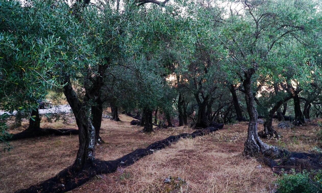 Μεγάλο πρόβλημα στις πράσινες ελιές: Στο 90% πλησιάζει η ακαρπία – Θα υπάρξει αύξηση στις τιμές