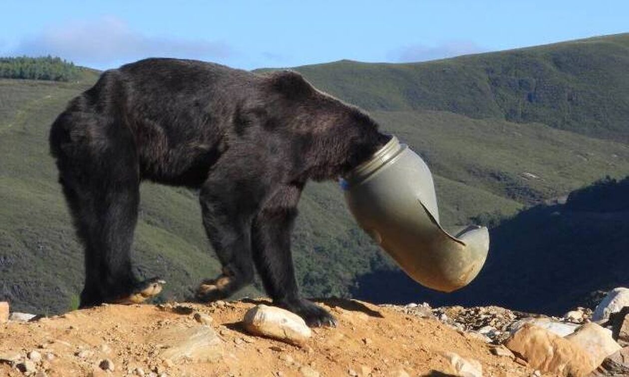 Ισπανία: Έσωσαν αρκούδα που το κεφάλι της είχε παγιδευτεί σε πλαστικό βαρέλι