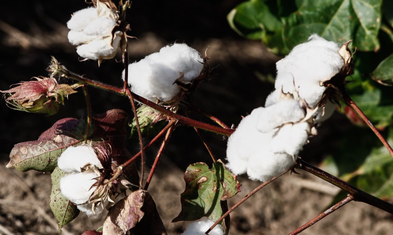 Βαμβάκι: Καταστροφή κατά 70% στην Θεσσαλία – Αποτελεί το 20% όλης της παραγωγής στην Ελλάδα