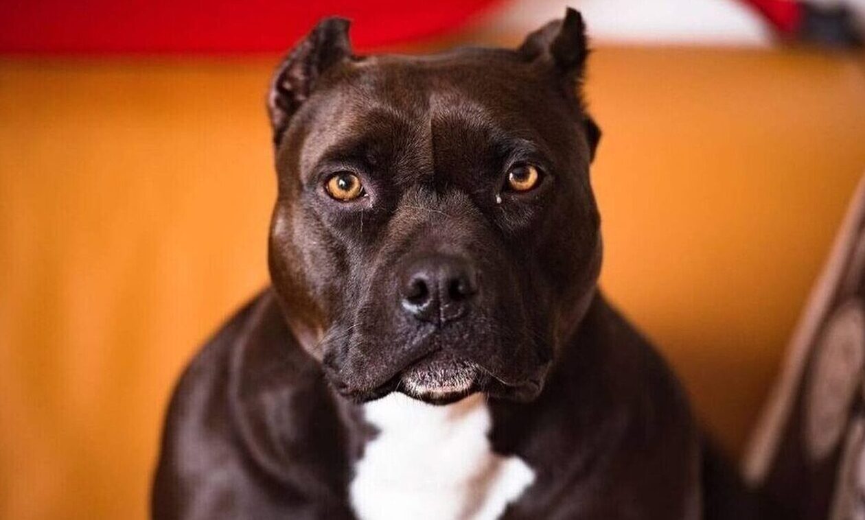 Λαμία: Στο Νοσοκομείο γυναίκα μετά από δάγκωμα σκύλου