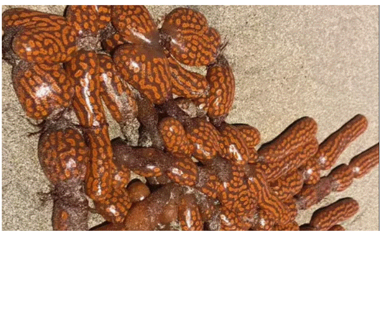 Συναγερμός στην Αυστραλία: Οι παραλίες γέμισαν με παράξενα «εξωγήινα» πλάσματα – Tι λένε οι ειδικοί