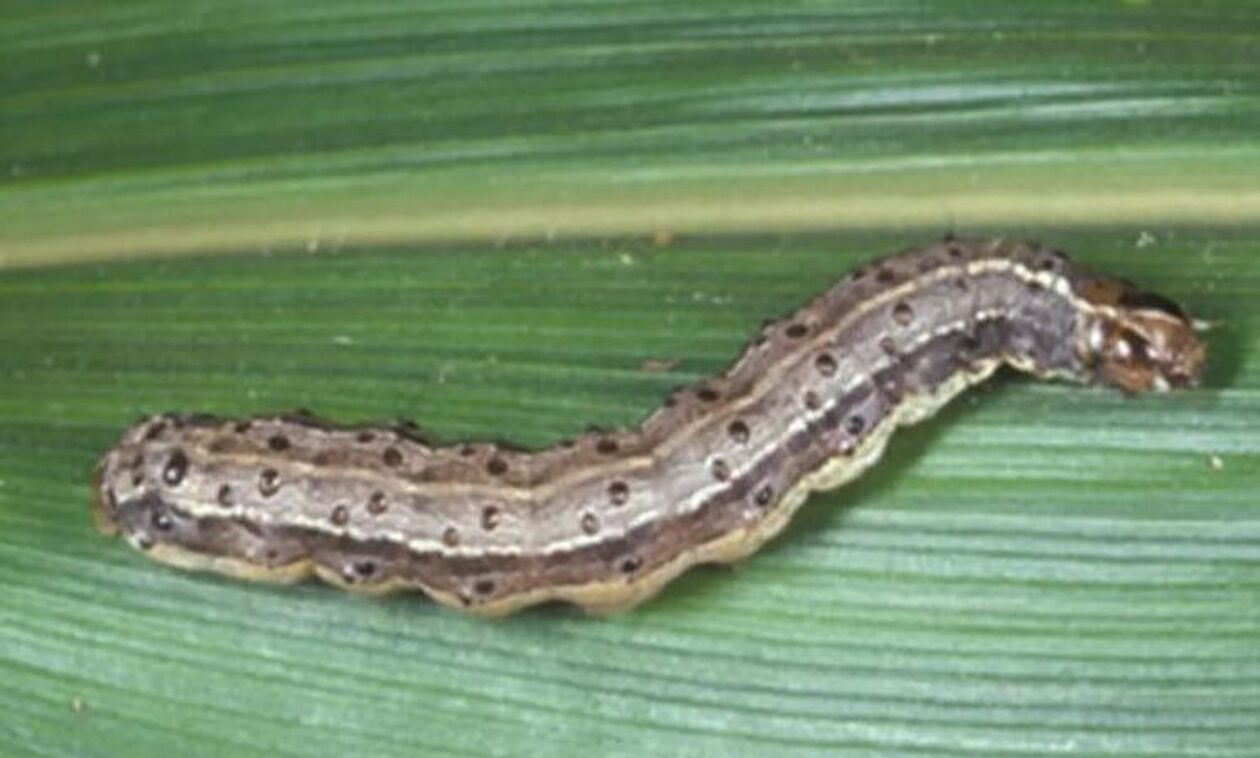 Συναγερμός στην Κρήτη: Η κακοκαιρία «Daniel» έφερε ένα νέο έντομο που καταστρέφει τις ντομάτες