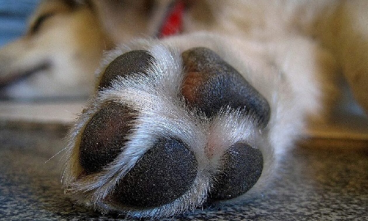 Φρίκη στην Αμαλιάδα: Ηλικιωμένη κατήγγειλε άνδρα για κτηνοβασία