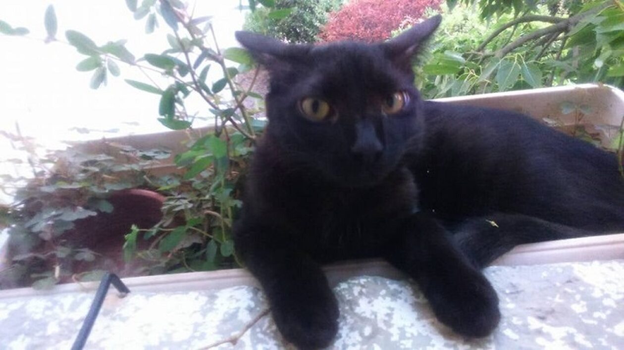 «Χαστούκι» για την κατάσταση των αδέσποτων στην Ελλάδα από το Ελεγκτικό Συνέδριο