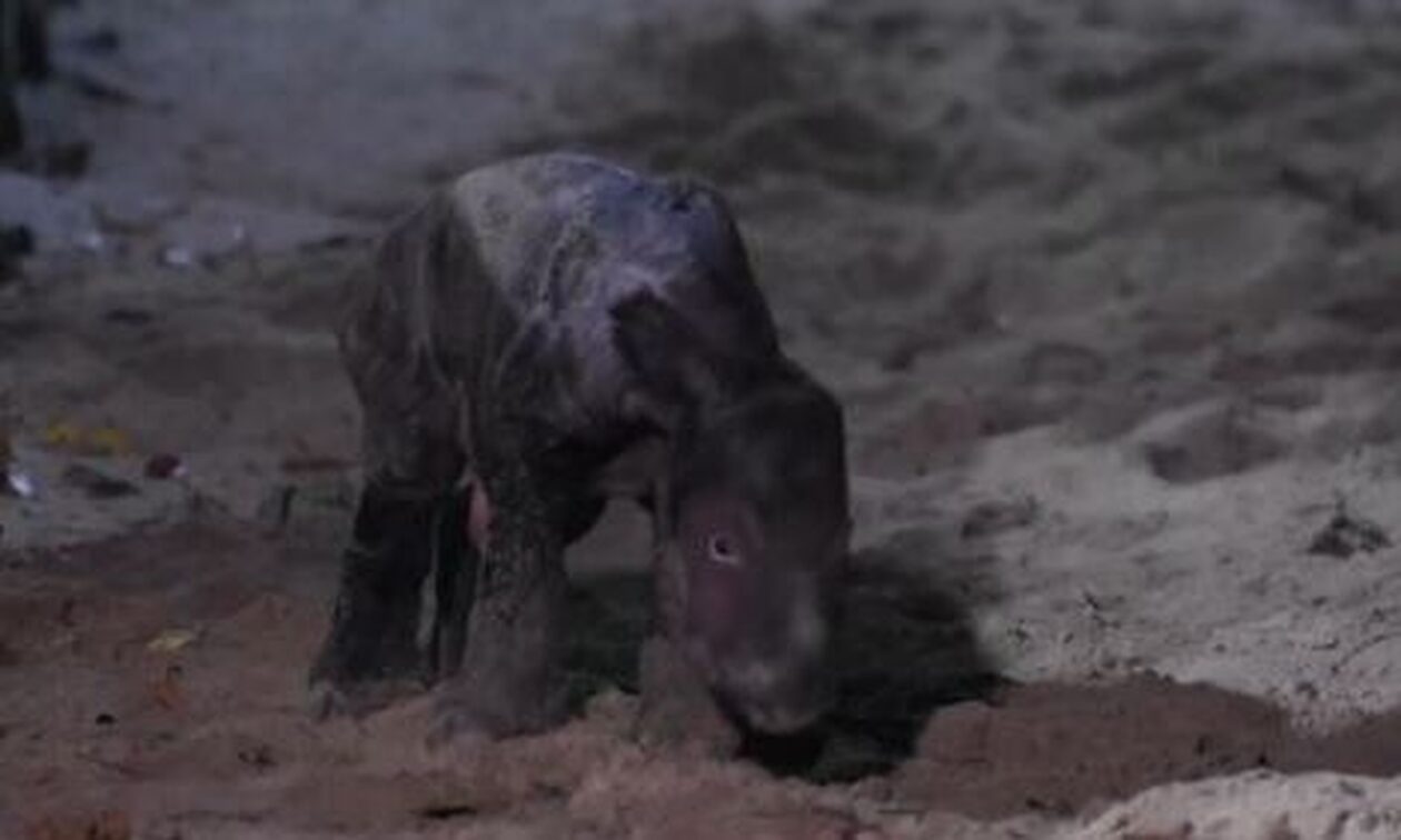 Ινδονησία: Γεννητούρια σε ζωολογικό κήπο για τον υπό εξαφάνιση ρινόκερο Σουμάτρας 