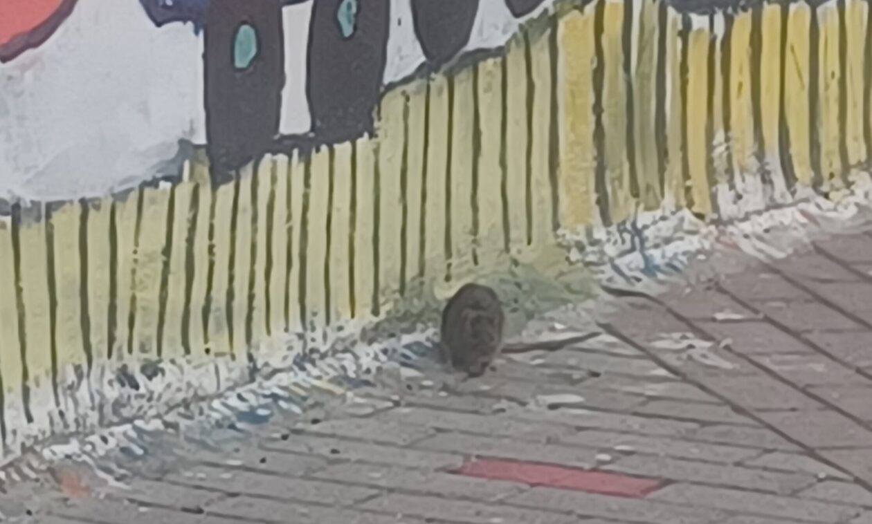 Καισαριανή: Ποντίκια μαζί με τα… παιδιά, στο 1ο Δημοτικό Σχολείο – Η καταγγελία μητέρας