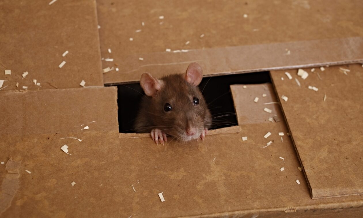 Καταγγελία – σοκ στην Καισαριανή: Αρουραίοι… σουλατσάρουν σε Δημοτικό σχολείο (εικόνες)