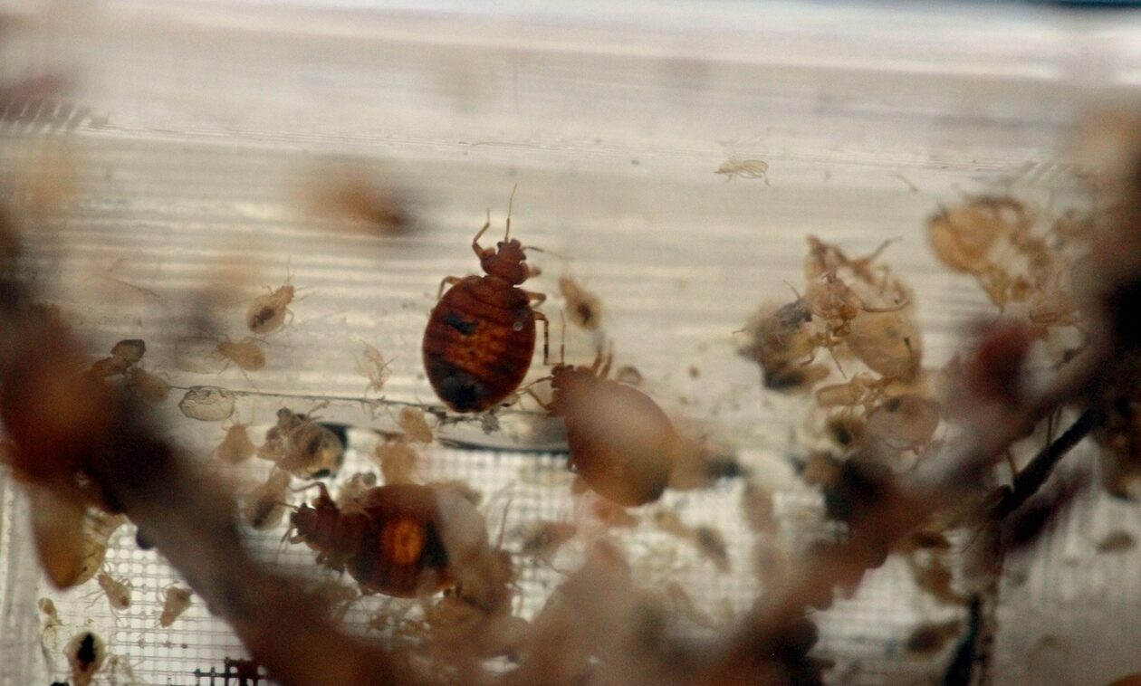 Ανησυχία και στην Ελλάδα για τους κοριούς – Συμβουλές «εξολόθρευσης» από ειδικούς