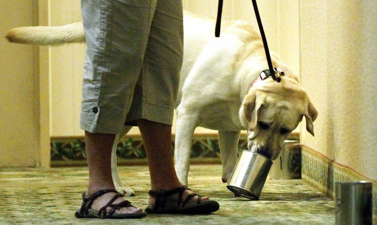 Γαλλία: Λουκέτο σε επτά σχολεία λόγω εισβολής κοριών – Σε συναγερμό η χώρα