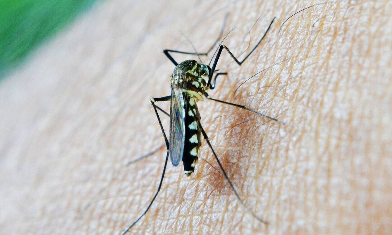 ΕΟΔΥ: 20 θάνατοι από τον ιό του Δυτικού Νείλου, 157 κρούσματα